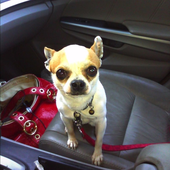 Meet your Posher, Chels - Picture 3 of 12